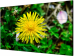 LCD 55' HIKVISION DS-D2055LE-G