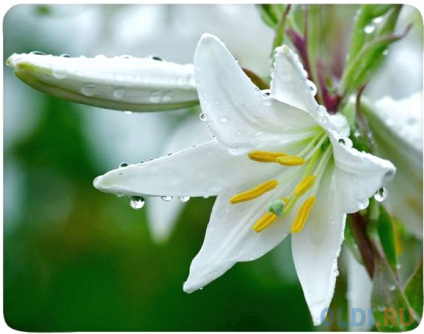     Buro BU-M20041     --